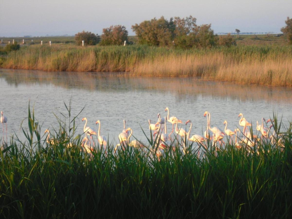 سانت ماري دو لا مير Chambre Les Flamants, Avec Vue Imprenable Sur Les Etangs, Les Oiseaux, La Nature, Petit Dejeuner Compris المظهر الخارجي الصورة
