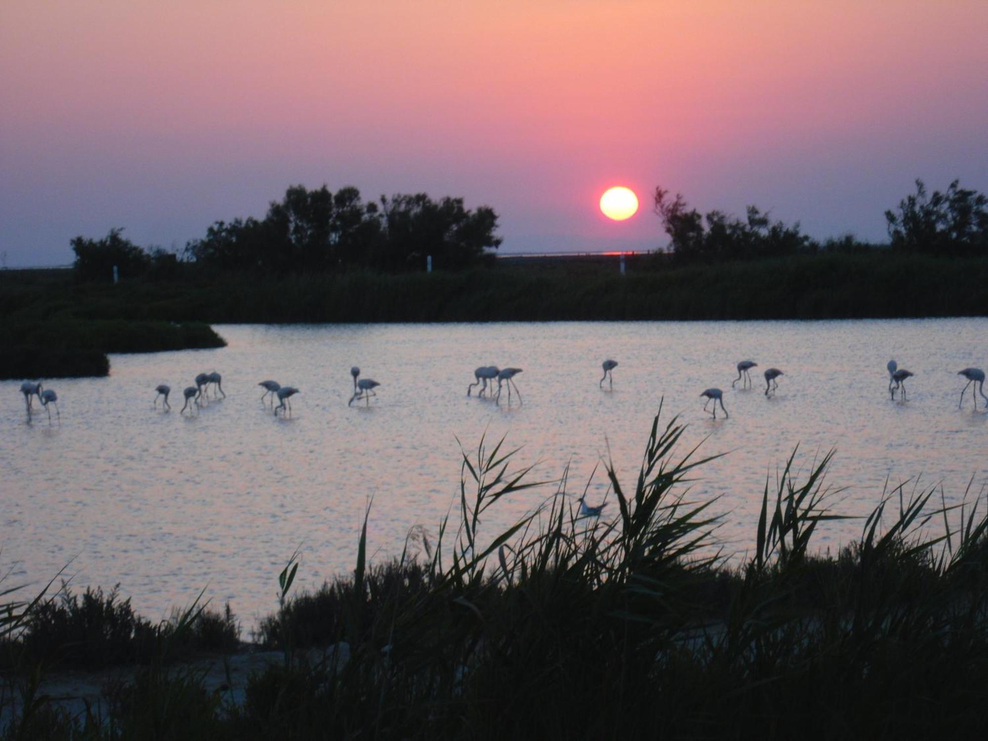سانت ماري دو لا مير Chambre Les Flamants, Avec Vue Imprenable Sur Les Etangs, Les Oiseaux, La Nature, Petit Dejeuner Compris المظهر الخارجي الصورة