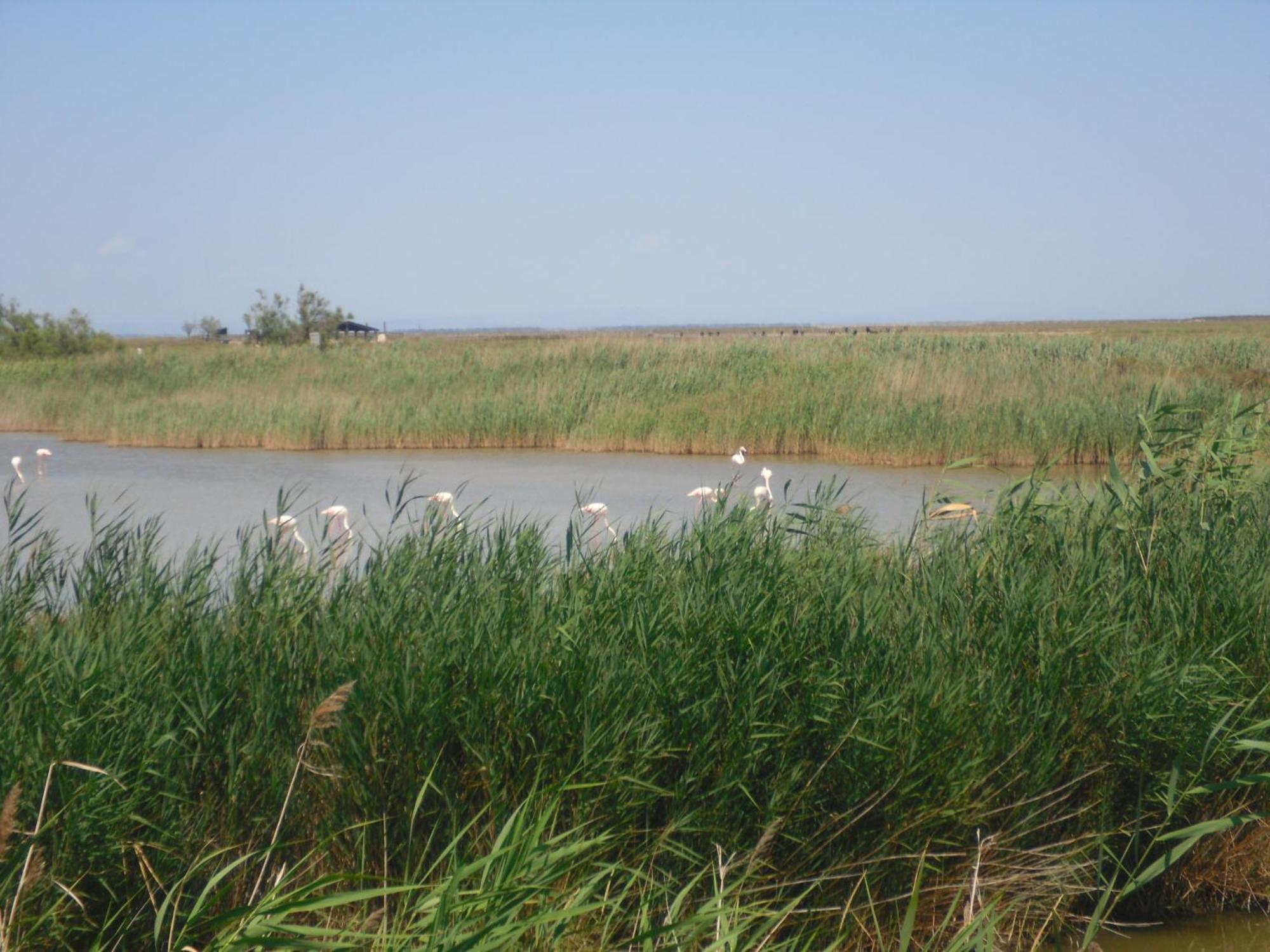سانت ماري دو لا مير Chambre Les Flamants, Avec Vue Imprenable Sur Les Etangs, Les Oiseaux, La Nature, Petit Dejeuner Compris المظهر الخارجي الصورة
